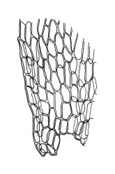 Eurhynchium pulchellum, alar cells of stem leaf. Drawn from P.J. Brownsey s.n., 5 Feb. 1997, WELT M0032083.
 Image: R.C. Wagstaff © Landcare Research 2019 CC BY 3.0 NZ